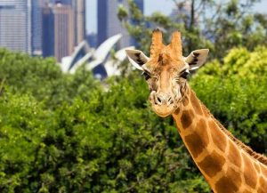 Sydney Zoo