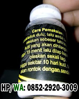 Obat Kutil Kelamin