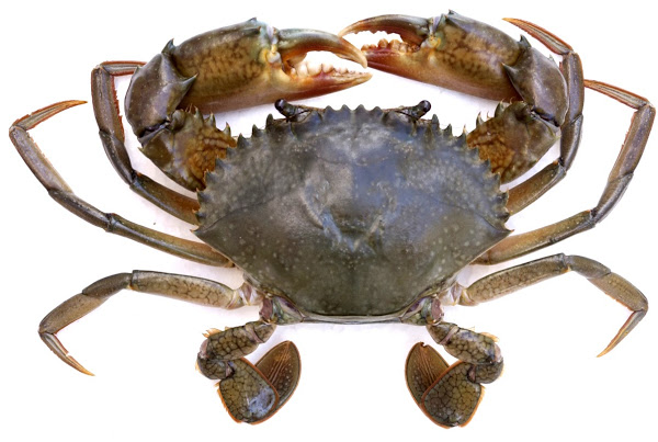 crab farming, mud crab farming, commercial crab farming, commercial mud crab farming, crab farming business, mud crab farming business, commercial crab farming business, commercial mud crab farming business