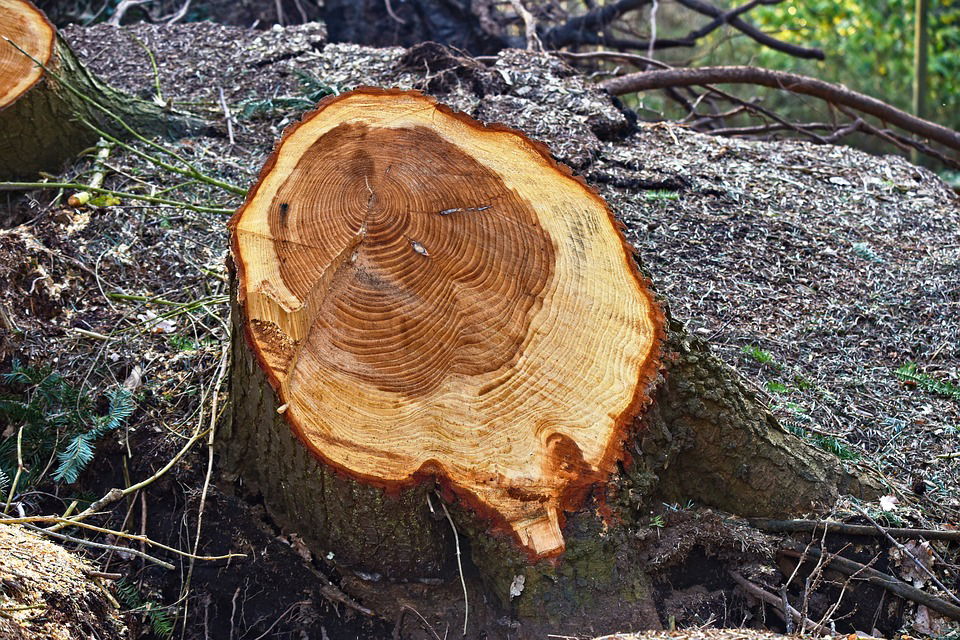 tree surgeon coventry