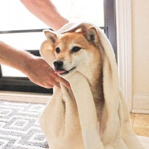dog being wiped off with towel