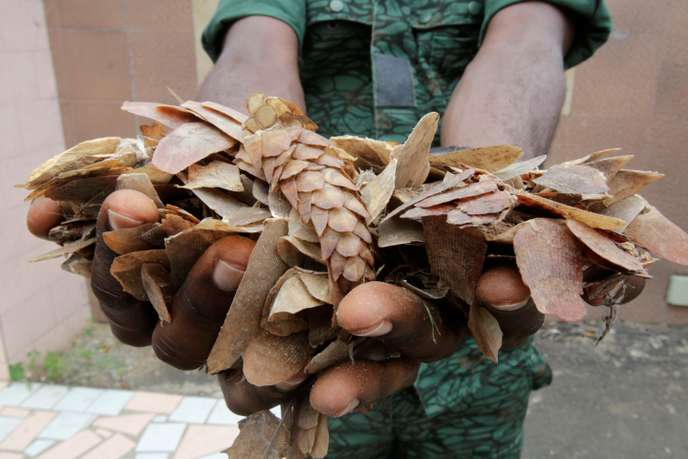 Saisie d’écailles de pangolin à Abidjan, en Côte d’Ivoire, en juillet 2017.