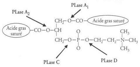 C:\Users\Manhattan\Documents\école lycée\TPE\phospholipides.jpg