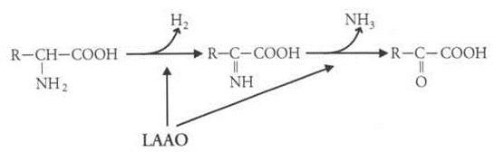 C:\Users\Manhattan\Documents\école lycée\TPE\L-amino-acide-oxydase.jpg