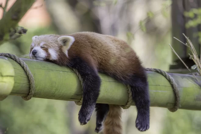 Can Any Animal Survive Without Sleep?