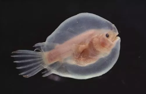 Image: Anglerfish larvae