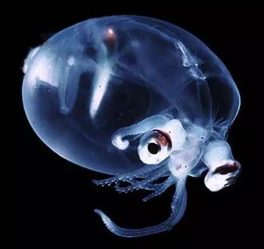 Image: deep ocean glass squid