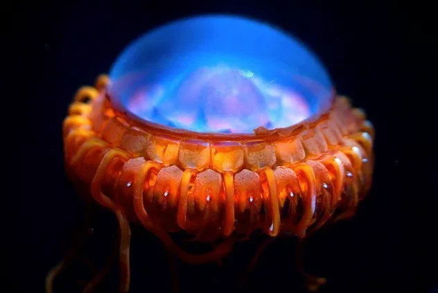 Image: deep sea jellyfish