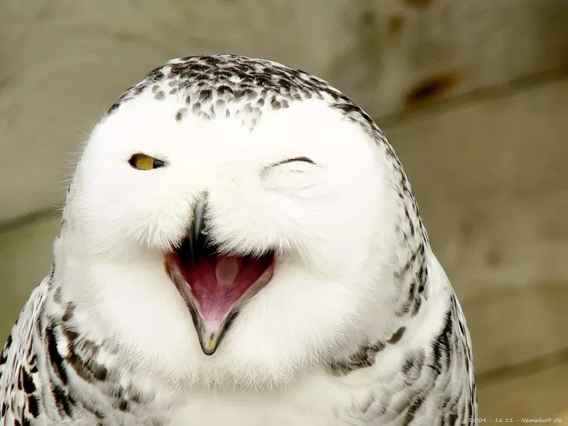 Image: a snowy owl looking like its laughing. the secret life of the snowy owl