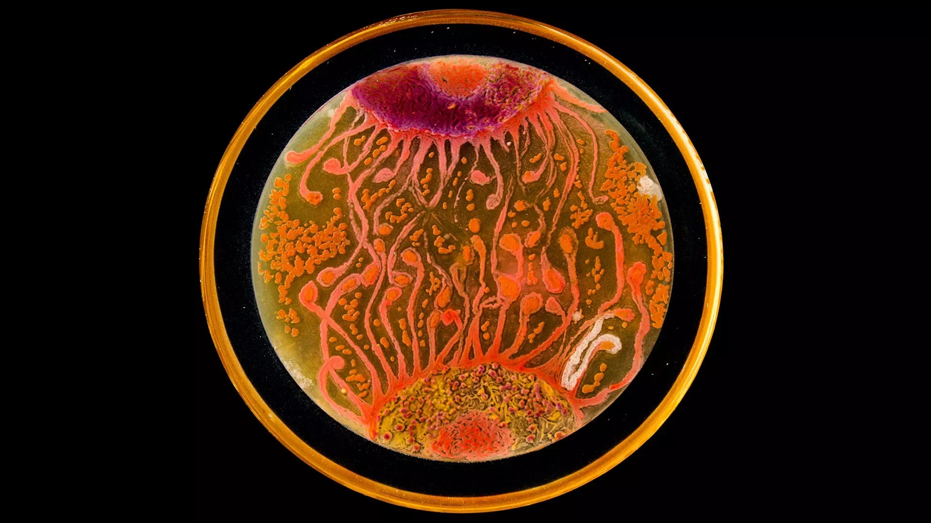 Image: Bacteria art