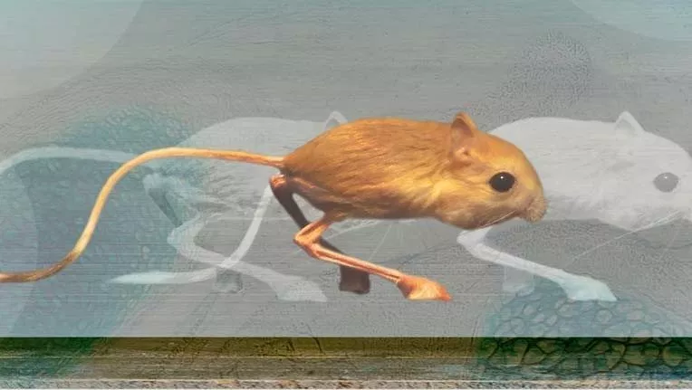 Image: cooper lab jerboa