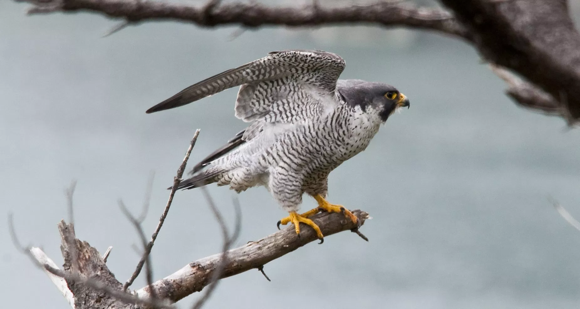 Image: Peregrine Falcon, the world's fastest animal, on a branch with wings stretched upwards