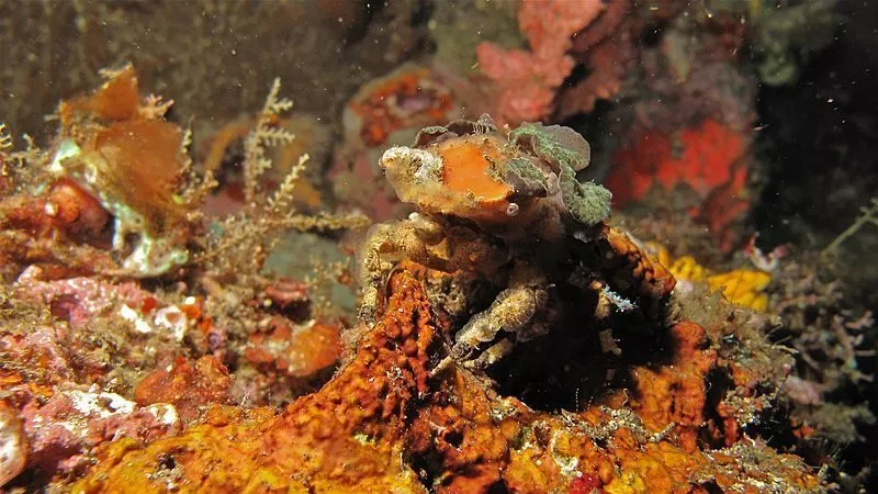 Image: Decorator Crab blending in with their environment, unique camouflage!