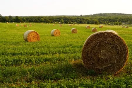 Image: Hay bails in field, fertilizer is one of the many potential uses for urine.