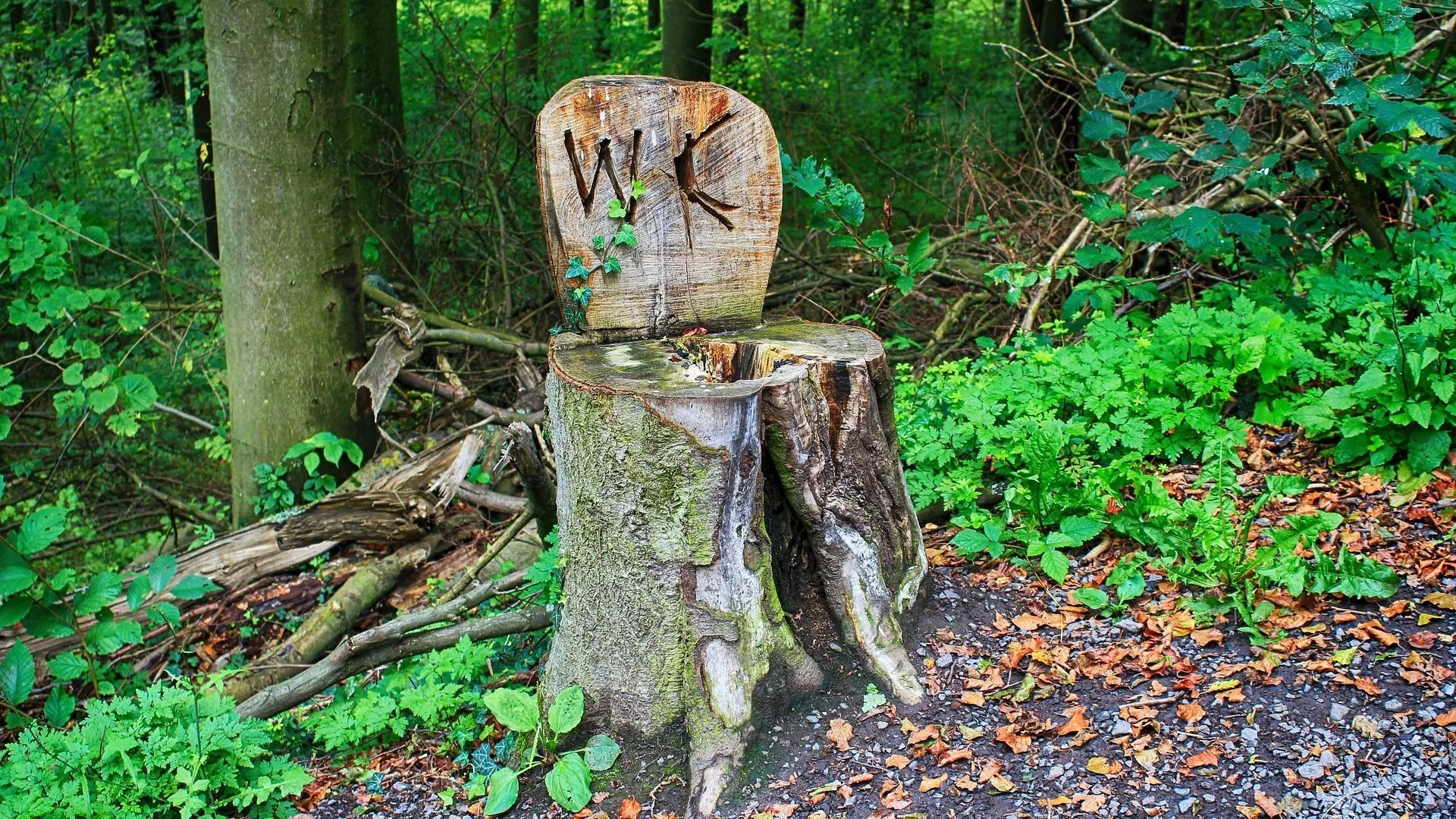 Image: stump that looks like a toilet