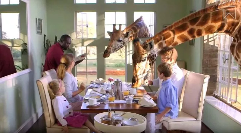 Image: Giraffe's poking their heads into the windows of Giraffe Manor during breakfast