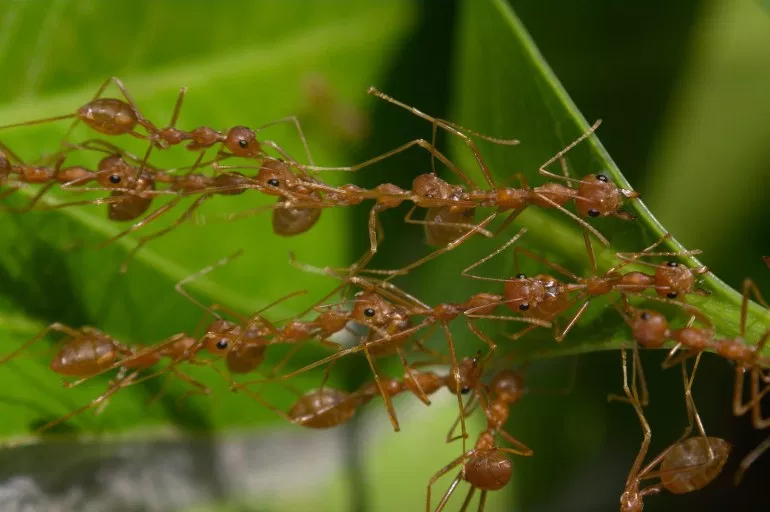 Image: a chain of weaver ants bridges two leaves