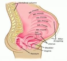 https://sediaobatwasir.blogspot.com/2019/08/resep-obat-apotik-wasir-ambeien-ibu.html