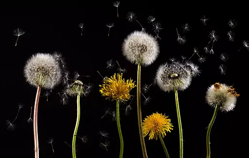 allergies-et-pollens.jpg