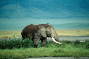 Un elefante en el cráter del Ngorongoro, en Tanzania