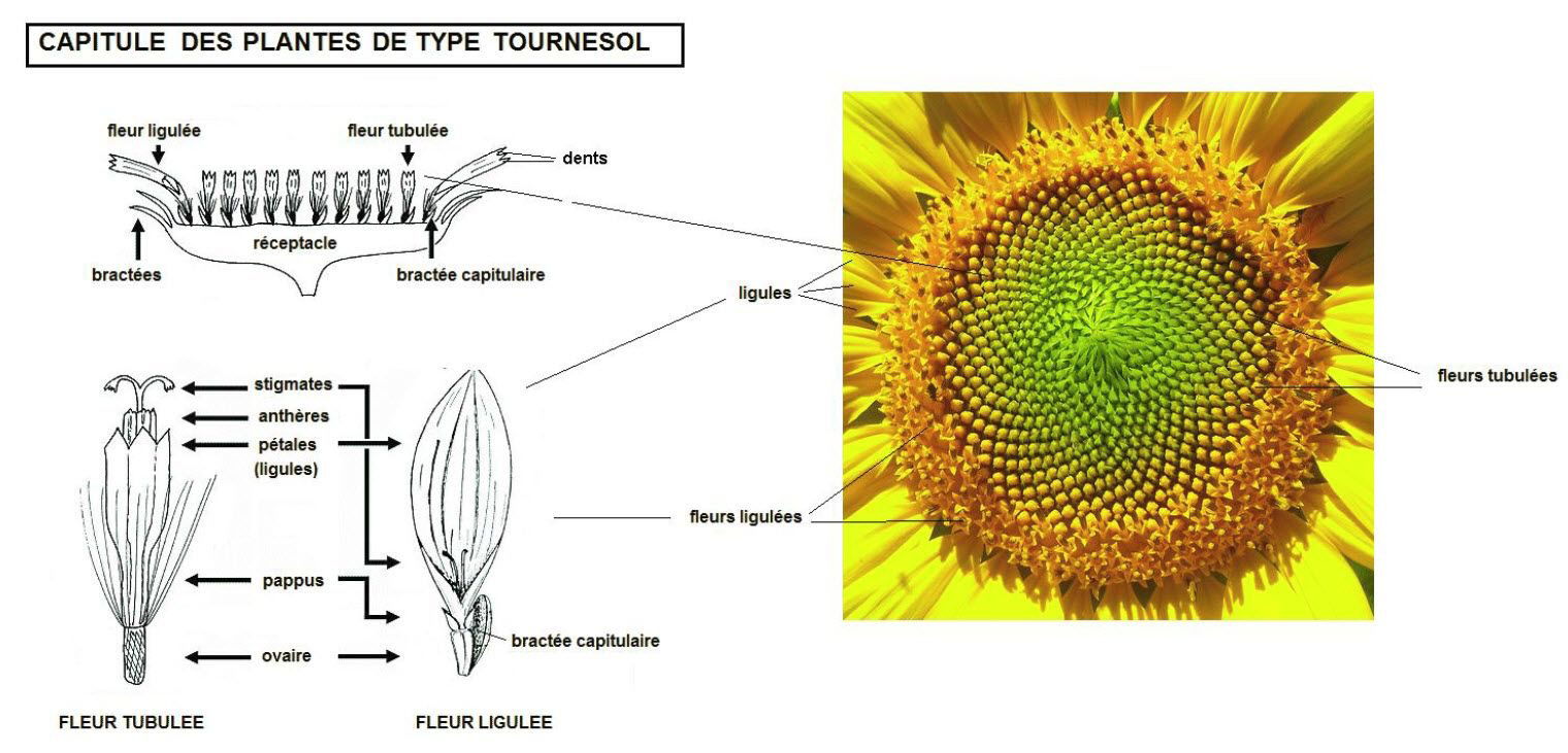 Comment le tournesol parvient-il à se tourner vers le soleil ?