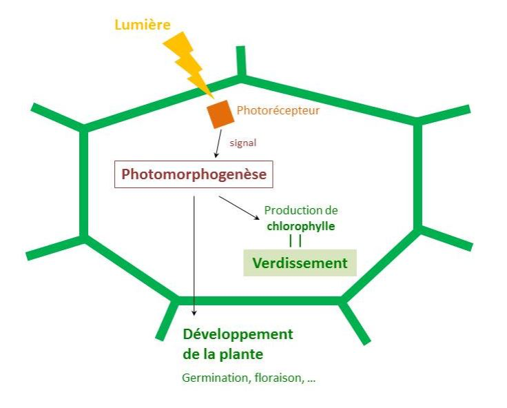 Comment le tournesol parvient-il à se tourner vers le soleil ?