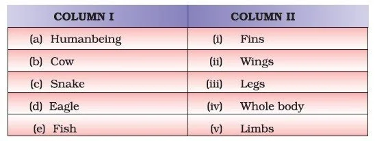 Class 6 Important Questions for Science – Body Movement