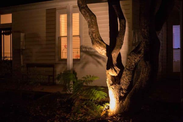 Garden lighting Installation: tree lit up using copper spike garden uplights
