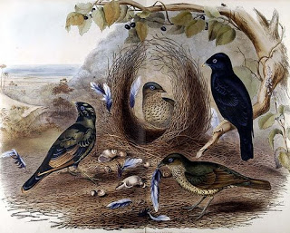 John Gould Double Page Bird Print