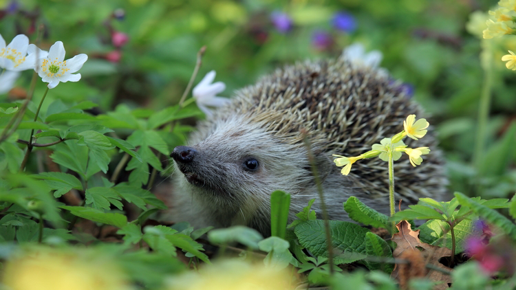 Hedgehog among plants