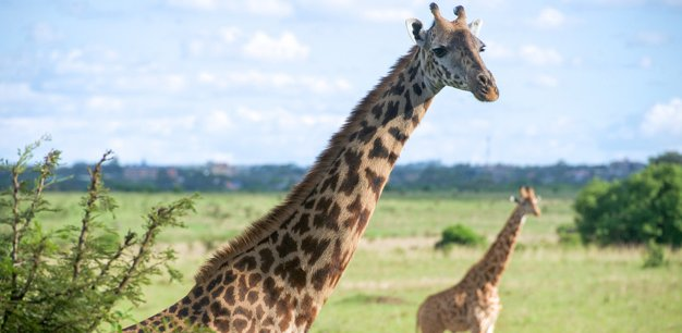 Flickr: Nairobi National Park - Author - Nairobi, Kenya