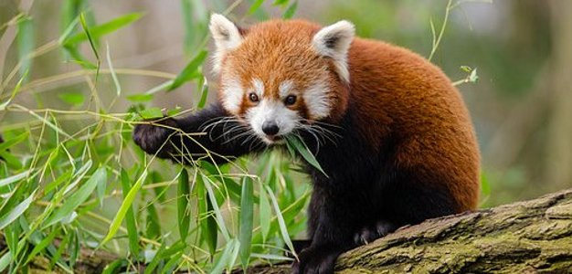 Pixabay: Red Panda - Pixa - Nairobi, Kenya