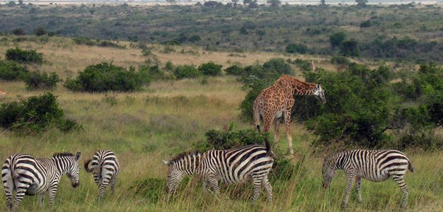 Flickr: Nairobi National Park - Author - Nairobi, Kenya