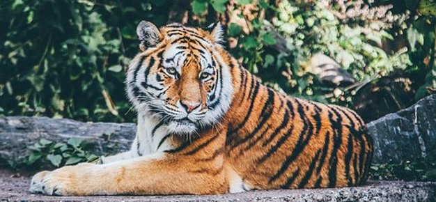 Pixabay: Tiger in a Park - Pixa - Nairobi, Kenya