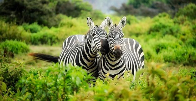 Pixabay:Zebras in a Park-Pixabay-Nairobi, Kenya