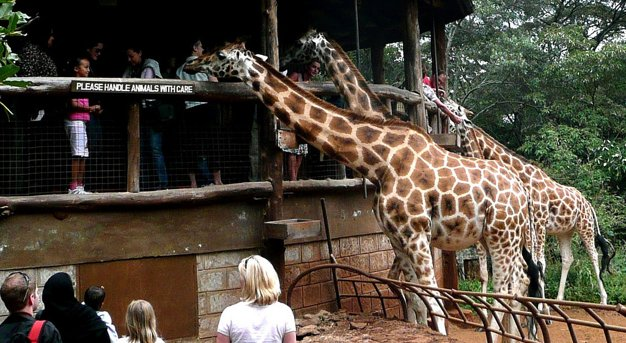 google images:Feeding Giraffes-google-Nairobi, Kenya