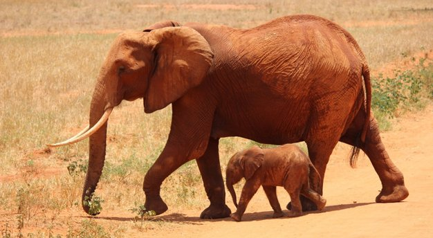 Pexels: Elephant and a Calf- Pexels -Nairobi, Kenya