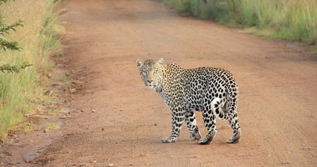 Pixabay: African leopard - Pixabay -Nairobi, Kenya