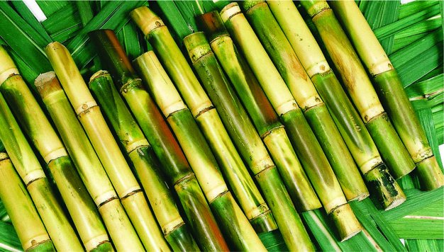 Wiki Commons: sugarcane sticks- Wiki-Nairobi, Kenya