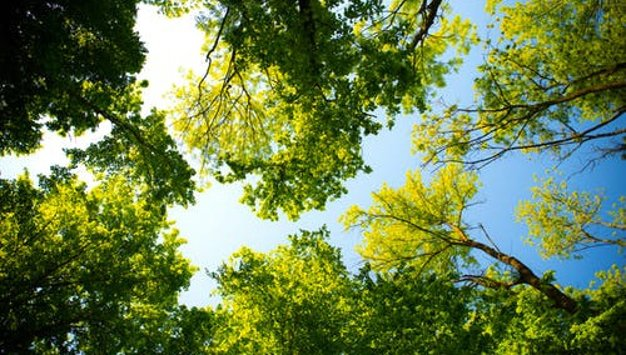 pexels: Green Tree Species : Pexels : Nairobi, Kenya