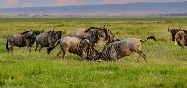 Pixabay: Wildebeest at a Park- Pixabay -Nairobi, Kenya