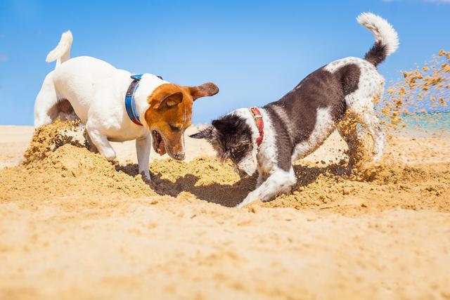 Reveal Dogs Love To Hide Bones So Why Don T Dogs Hide Dog Food Ninishops