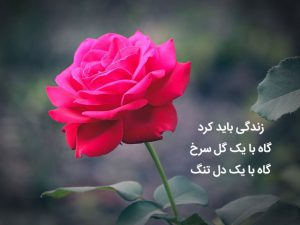 عکس گل نوشته دار
