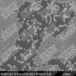 Non-Functionalized Silica Nanoparticles 1μm