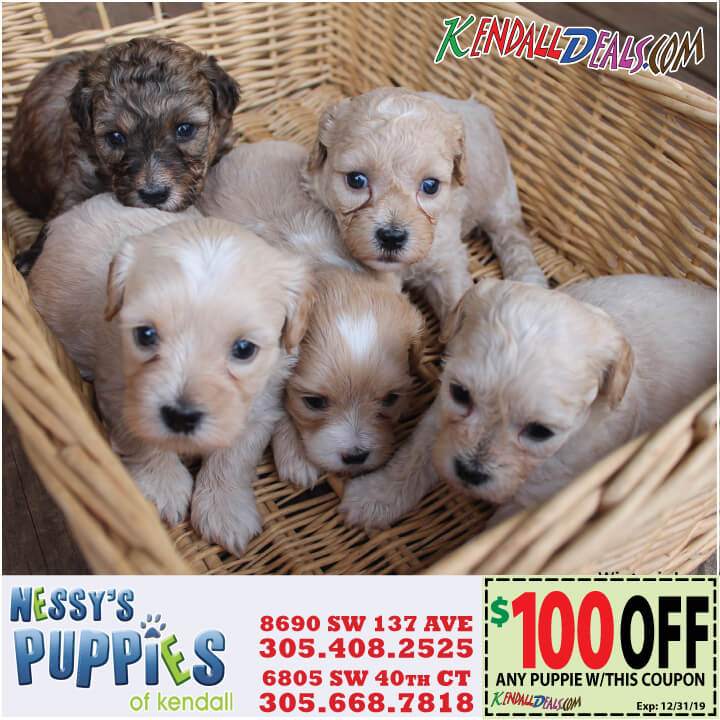 Puppies Coupons Miami