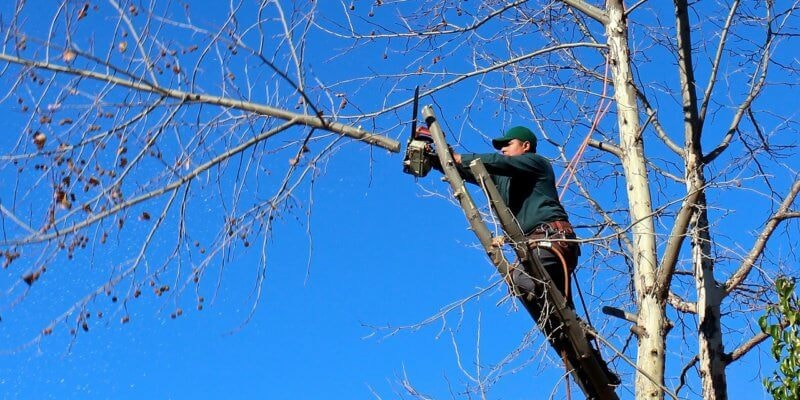 tree removal services melbourne