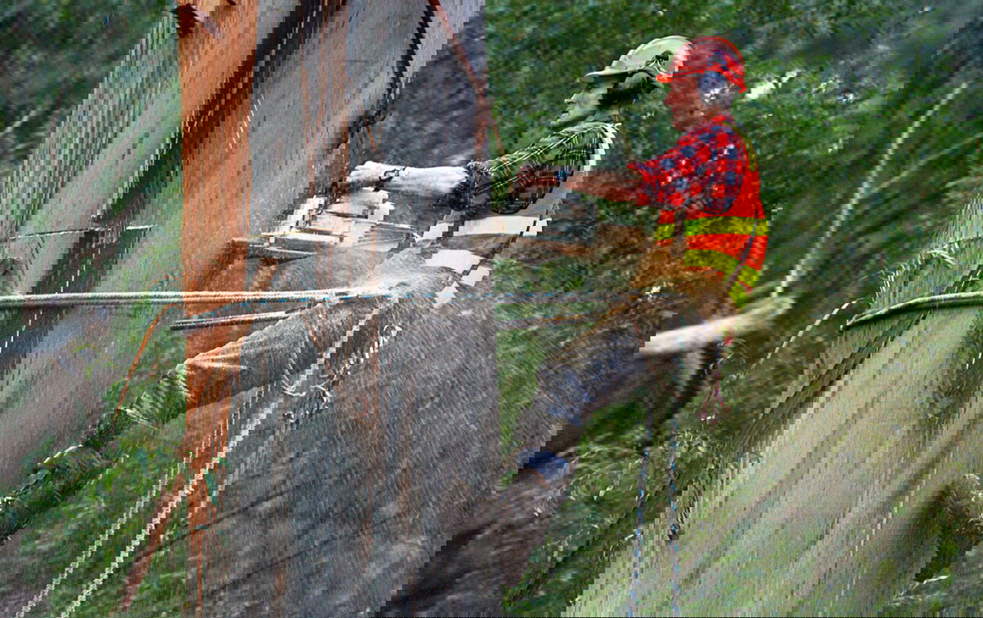 Arborists in Melbourne