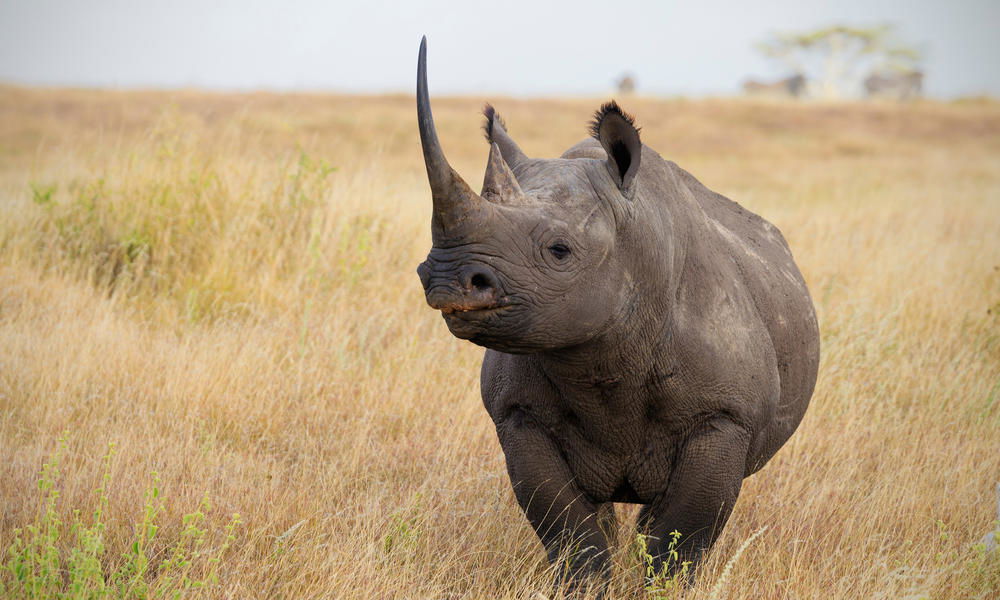 Ngorongoro conservation area authority