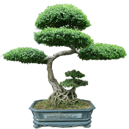 Bonsai dáng mẫu tử