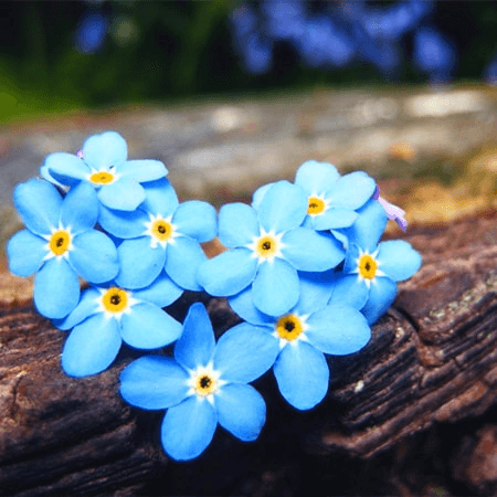 Hoa lưu ly - Forget Me Not